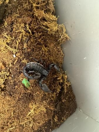 Image 1 of Asian forest scorpion and set up