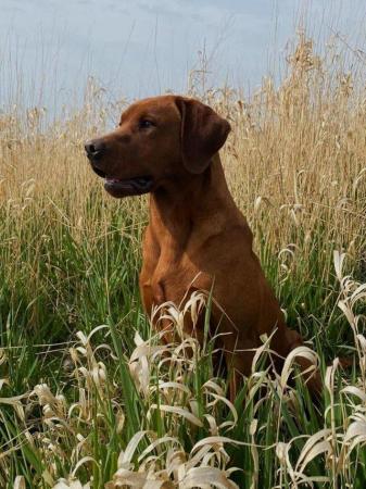 Image 5 of UK'S MOST EXTENSIVELY HEALTH TESTED LABRADOR STUD