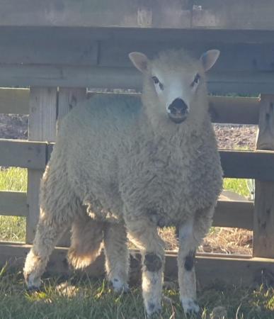 Image 2 of 7 month old poll dorset ram lambs for sale