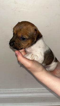 Image 9 of Jack Russell puppies for sale (only 4 boys left)