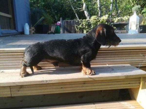 Image 5 of Kc registered Miniature wire haired dachshund (Teckle)