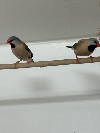 Image 2 of Pair of Heck’s grass finches