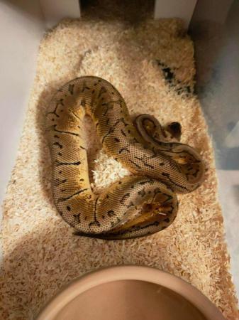 Image 13 of CB23 Various Royal Pythons for sale