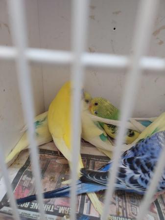 Image 5 of Gorgeous baby budgies for sale