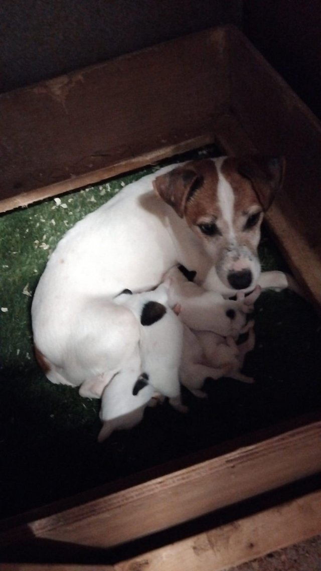 Preview of the first image of Jack Russell puppies for sale.