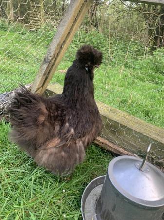 Image 1 of Pure black silkie fertile eggs and chicks!!!