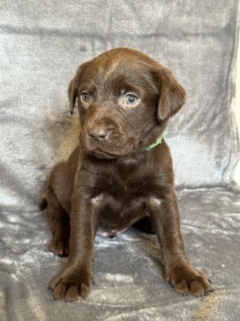 Image 5 of *SOLD*KC Registered Chocolate Labrador Retriever puppies