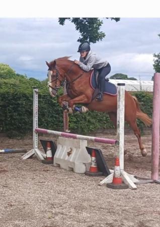Image 1 of Stunning 14.2h 6year old Welsh D Gelding