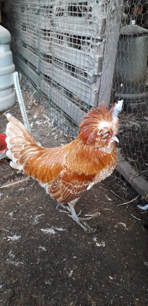 Preview of the first image of Polish cocks chicken for sale.