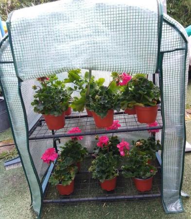 Image 2 of Mini Greenhouse for Plants & Seedlings