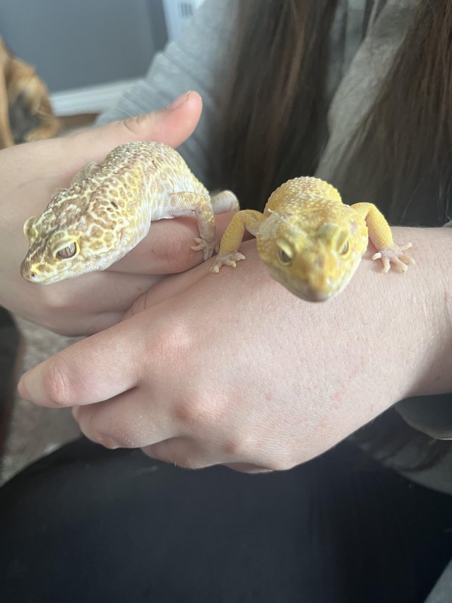 Preview of the first image of Leopard geckos with viv.