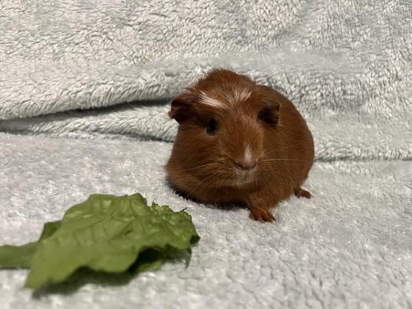 Image 6 of Gorgeous pair of baby female Guinea Pigs