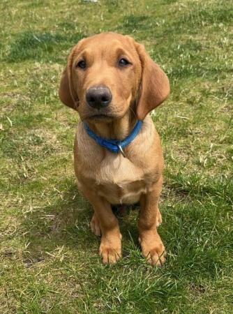 Image 8 of JUST 1 LEFT! KC registered Fox Red Labrador puppies