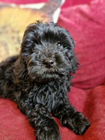 Image 19 of Adorable F1b multicolour cavapoo pups. health tested parents