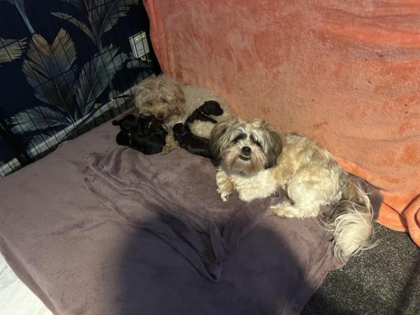Image 6 of Toy Shih-poo’s puppies (Imperial )