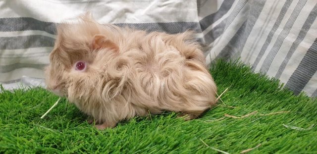 Image 1 of I have for sale Boar (Male) Guinea Pigs