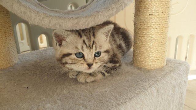 Image 11 of BSH Classic Silver Tabby