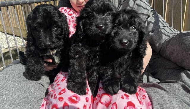 Image 9 of Gorgeous cockapoo all girls looking for new homes