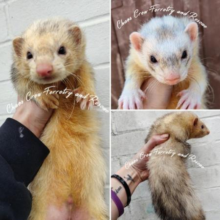 Image 4 of Rescue ferrets for adoption