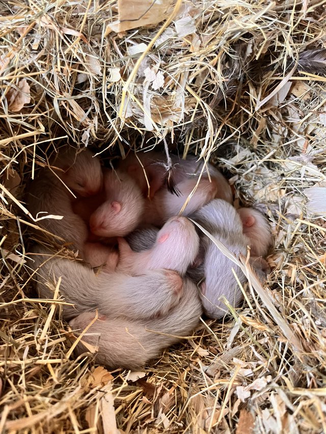 Preview of the first image of Ferret kits ready July 4th mixed litter.