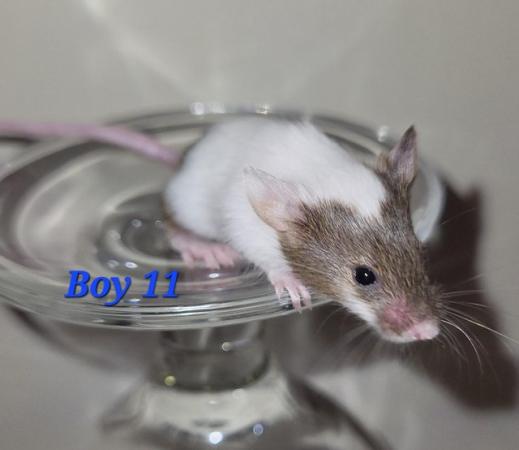 Image 28 of Beautiful friendly Baby mice - girls and boys.