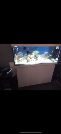 Image 4 of Full aquarium and all equipment including fish