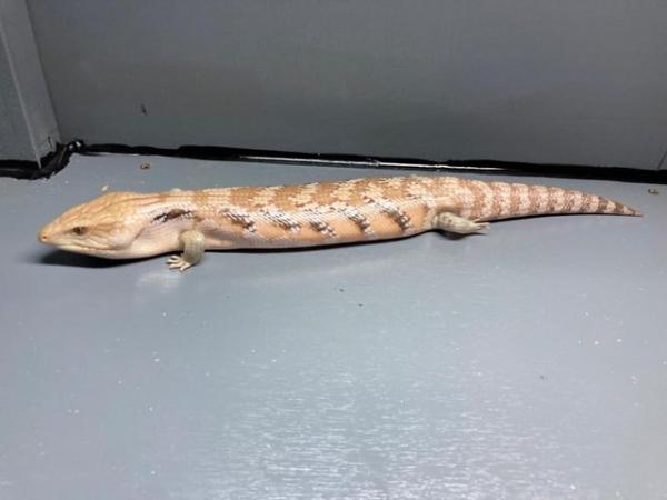Image 2 of Wanted, Northern Blue Tongue Skink