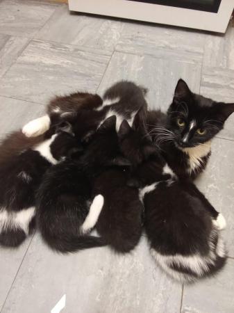 Image 1 of Two fluffy black and white British long hair kittens