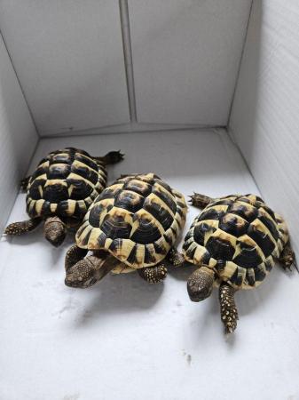 Image 4 of Hermanns Tortoise 2yo male (x2)