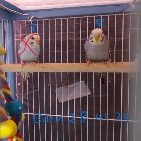 Image 8 of !!!For sale young budgies for rehoming!!!