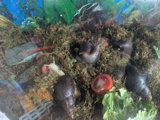 Baby African land snails 1.50 — photo 2 of 4