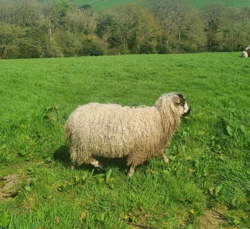 Image 1 of Three greyface dartmoor Cross ewes