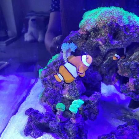 Image 4 of 2 year old clown fish for sale.