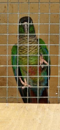 Image 2 of 5 year old green violet conure
