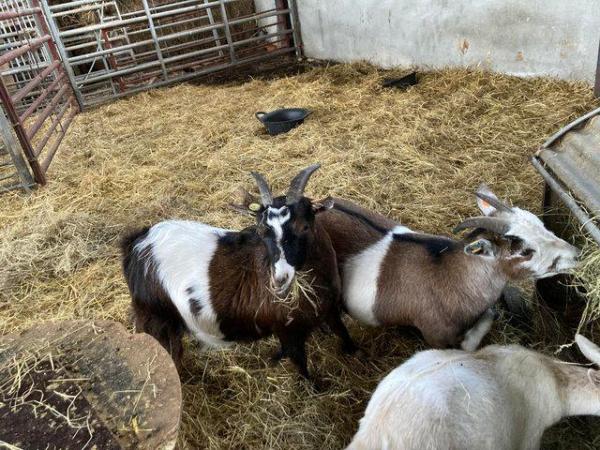 Image 1 of Pygmy goat nannies of various ages for sale due to herd redu