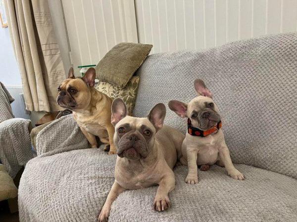 Image 2 of French bulldog puppies for sale Two girls left