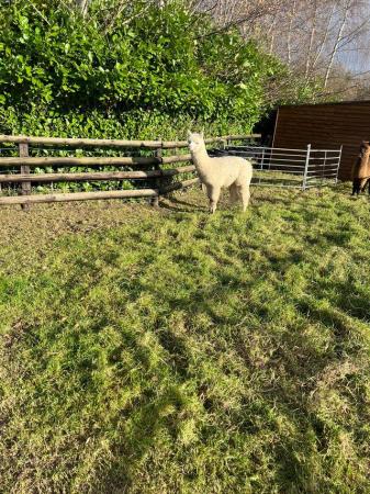 Image 27 of BAS REGISTERED BEAUTIFUL QUALITY BABY ALPACAS