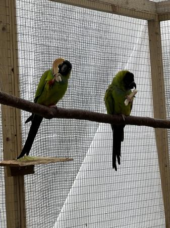 Image 4 of Nanday conure, breeding pair