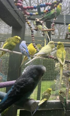 Image 9 of Adorable budgies for sale