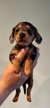Image 5 of Beautiful litter of Mini Dachshund puppies
