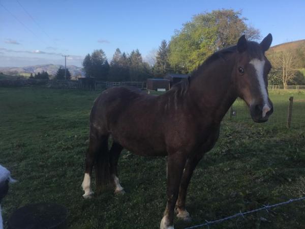 Image 1 of Welsh Cob Section D broodmare, 18 yrs. Good home required