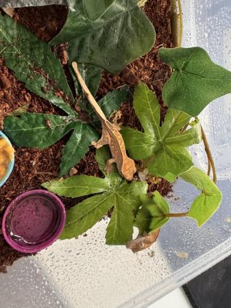 Image 3 of Adorable Baby Crested Geckos for Sale – Your Perfect New Pet