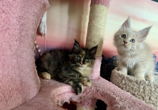 Image 1 of maine coon kittens ready for reservation