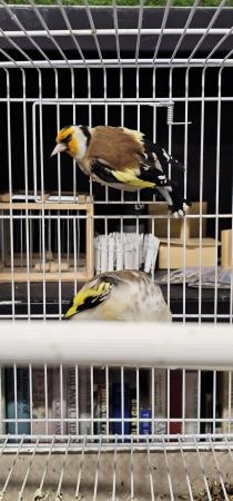 Image 4 of Mutation siberian goldfinches split pied white nails