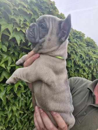 Image 18 of KC Registered French Bulldog Puppies 2 left