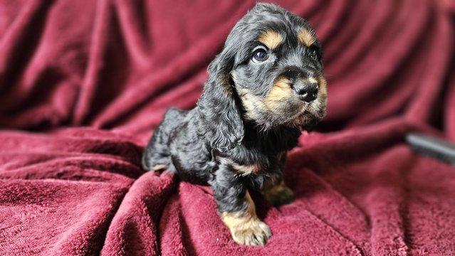 Image 14 of Show type KC Cocker spaniel puppies 8 weeks old