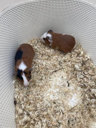 Image 5 of Young pair of male Guinea pigs