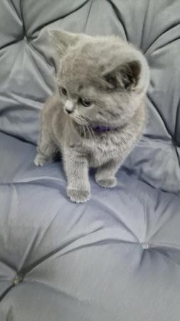 Image 15 of Gccf registered pure british shorthair ready 19th January
