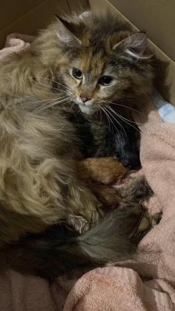 Image 5 of Lovely maine coons boys looking for a new home