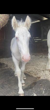 Image 1 of LOVELY CREMELLO COLT YOUNGSTER
